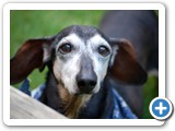 2007-06-05-c77-buddy_putting_his_best_cute-face_on_in_hopes_of_scoring_for_some_potato_chips