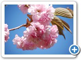 2007-06-06-au8-spring_has_sprung_in_kirby_park