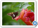 2007-07-13-bgy-mmmm_nectar_good