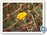 2007-07-18-ahg-the_sun_is_always_brighter_on_the_other_side_of_the_fence