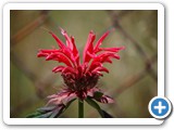 2007-07-23-bph-bee_balm_bloom_boom