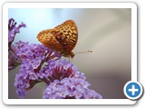 2007-07-31-l58-I_wonder_why_they_call_it_a_butterfly_bush
