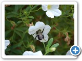 2007-08-03-d7g-must_get_more_pollen