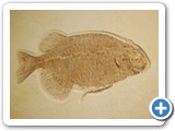 2007-08-24-ev6-dem_bones_dem_bones_dem_fish_bones