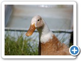 2007-09-08-9fc-the_wary_eye_of_a_friendly_goose