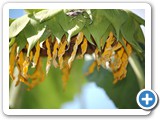 2007-09-09-i33-even_the_sunflower_weeps