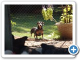 2007-09-25-cdc-mmm_chickens