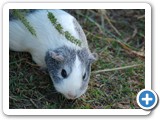 2007-09-28-cfg-the_elusive_wild_guinea_pig