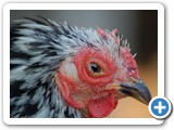 2007-10-18-pqr-tough_old_bird