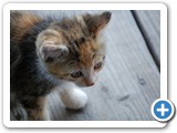2007-10-21-lha-free_kittens