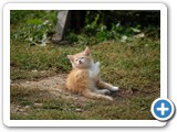 2007-10-22-j78-whats_easier_than_a_dogs_life