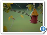 2007-10-24-dmg-a_bird_feeder_in_the_bush_is_worth_more_than_a_bird_feeder_in_the_hand
