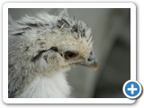 2007-10-26-frg-i_cheep_therefore_i_am
