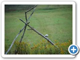 2007-10-27-dw0-from_the_bird_feeders_of_wheeler_hill_series