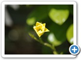 2007-11-05-cch-from_small_buds_mamma_small_flowers_sometimes_come