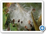 2007-11-06-e05-fall_in_nanas_garden