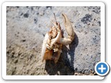 2007-11-10-biz-a_prayer_to_the_lobster_god