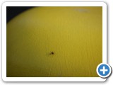 2007-11-30-fxb-walking_on_the_sun