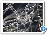 2007-12-03-ci1-the_garden_of_winter