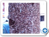 2007-12-29-evb-post_no_bills