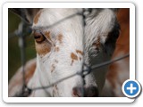 2008-01-06-e4u-goat_love