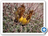 2008-05-16-cvl-mmm_cactus_flower_nummy