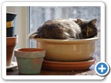 2008-05-18-f3c-the_best_way_to_hatch_catnip_eggs