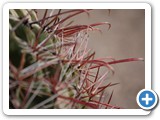 2008-06-05-dh4-the_cactus_of_lust
