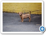 2008-09-23-ei3-city_puppy