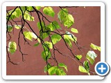 2008-10-13-eaq-light_leaves_as_the_light_leaves_on_the_light_leaves_light_leaves