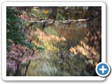 2008-12-18-djm-sometimes_the_reflection_is_even_more_beautiful_than_the_thing_itself