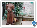 2009-01-06-bzb-Ruths_porch_puppy