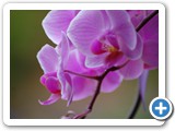 2009-01-07-cgy-the_orchid_bats_its_eyelashes