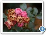 2009-02-17-d4f-the_life_cycle