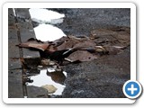 2009-02-21-gcs-dirty_bird_bath