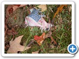 2009-02-24-cdc-my_country_tis_of_ah_whatever
