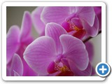 2009-03-05-d6f-when_I_close_my_eyes_Im_suffused_by_her_orchidity