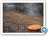 2009-03-26-cd1-Spring_remembers_Winter_well