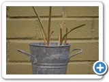2009-04-20-ca3-Spring_comes_to_Tucson