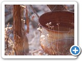 2009-04-24-dbv-the_rusty_bucket_of_spring
