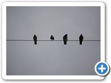 2009-04-27-c3n-the_usual_suspects