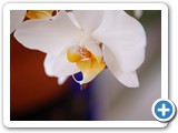 2009-05-27-ems-orchidity