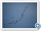 2009-06-01-bu7-geese_heading_back_south