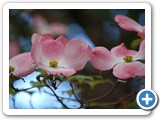 2009-07-27-du4-here_bee_bee_bee