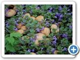 2009-08-10-htf-mushrooms_and_flowers_my_life