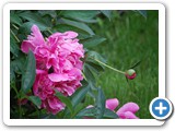 2009-08-19-eq7-I_love_a_flower_that_blooms_so_hard_it_falls_over