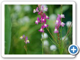 2009-10-01-d8b-the_supersaturation_of_color_in_nature
