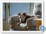 2009-11-12-dit-gypsy